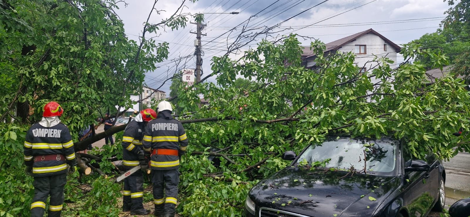Probleme în Piatra-Neamț: Copaci doborâți de vânt în zona Primăriei și pe strada Bistriței